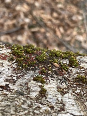 Ulota crispa