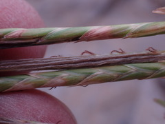 Heteropogon contortus
