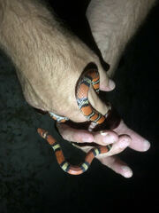 Cemophora coccinea copei