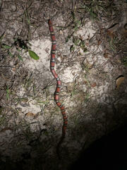 Cemophora coccinea copei