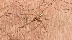 Novaranea queribunda