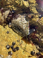 Actiniidae