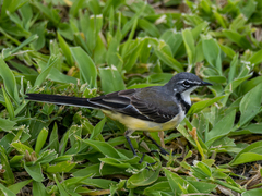 Motacilla flaviventris