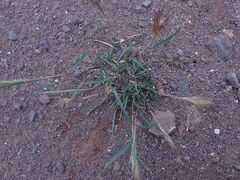 Aristida congesta congesta