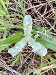 Iris palaestina