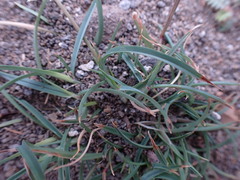 Aristida congesta congesta