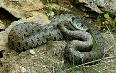 Natrix astreptophora