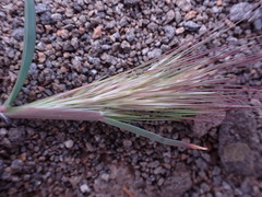 Aristida congesta congesta