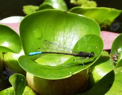 Oxyallagma dissidens