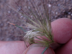 Aristida congesta congesta