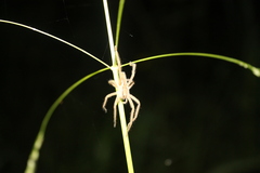 Cupiennius salei