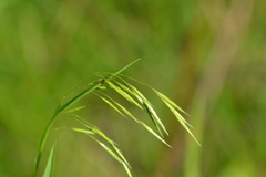 Bromus pubescens