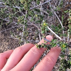 Ceanothus dentatus