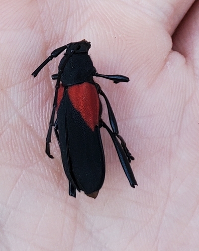 Red Triangle Long-horned Beetle