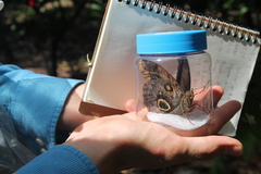 Caligo telamonius memnon