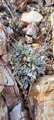 Eriogonum tenellum