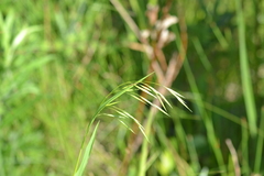 Bromus pubescens