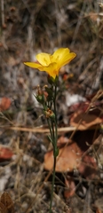 Linum macraei