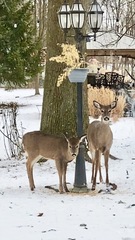 Odocoileus virginianus