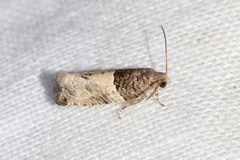 Gypsonoma aceriana