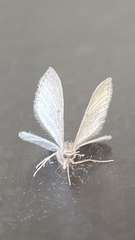 Orthoclydon praefectata