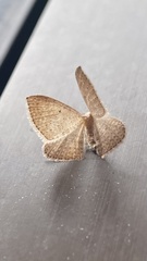 Orthoclydon praefectata