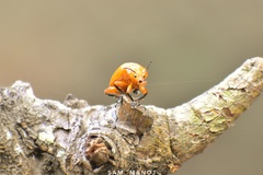Podontia lutea