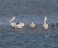 Pelecanus rufescens