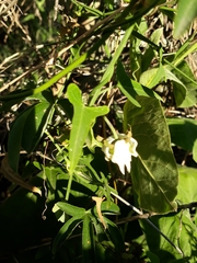 Araujia angustifolia