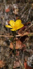Linum macraei