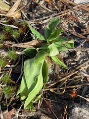Dichanthelium boscii