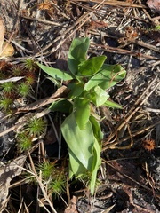 Dichanthelium boscii