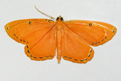 Image of Palyas locuples