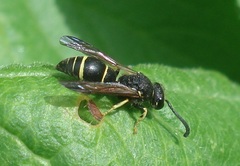 Odynerus melanocephalus