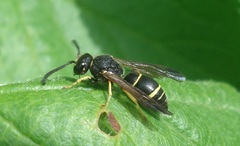 Odynerus melanocephalus