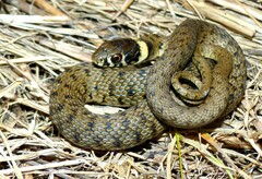 Natrix astreptophora