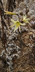 Zephyranthes advena