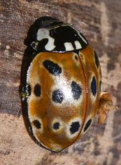 Anatis ocellata