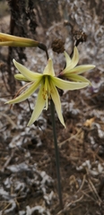 Zephyranthes advena
