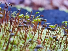 Brachytheciastrum velutinum