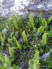 Polystichum cystostegium