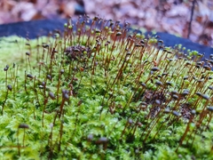 Brachytheciastrum velutinum