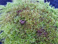 Brachytheciastrum velutinum