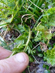Polystichum cystostegium