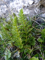 Polystichum cystostegium