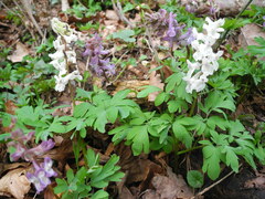 Corydalis cava