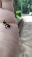 Hoplomutilla spinosa