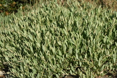 Atriplex portulacoides