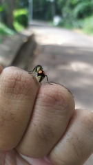 Hoplomutilla spinosa