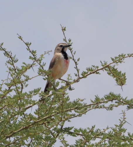 Rosy-patched Bushshrike (Rhodophoneus cruentus), photo 5